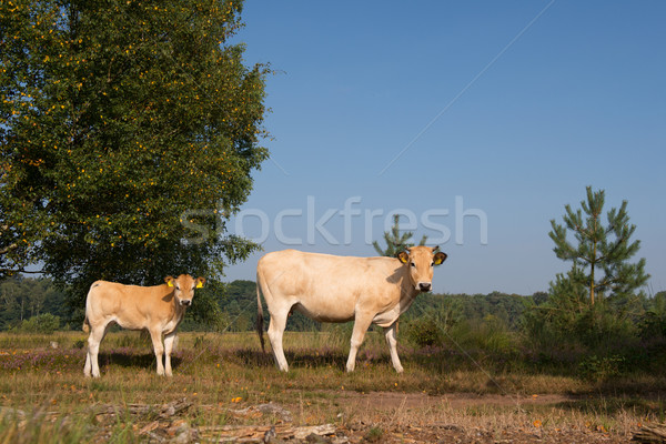 Nature landscape with cows in water Stock photo © ivonnewierink