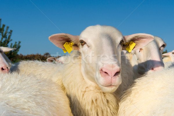 Stock photo: Sheep herd
