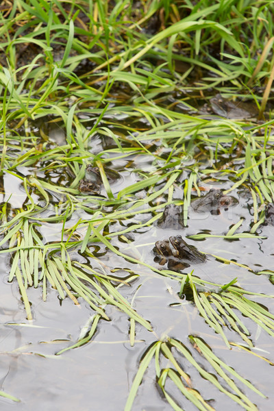 common frogs mating in water Stock photo © ivonnewierink