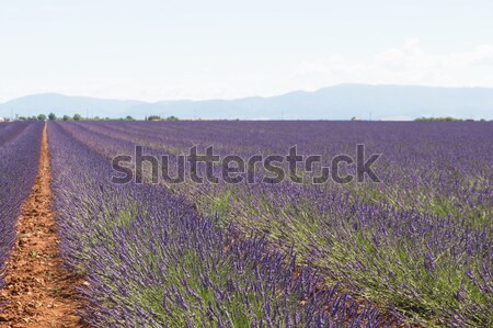 Landscape with lavender fields in France Stock photo © ivonnewierink