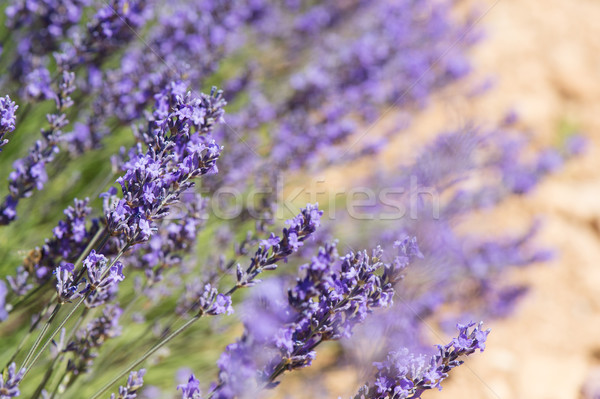 Francês lavanda campo de lavanda luz do sol cultura Foto stock © ivonnewierink