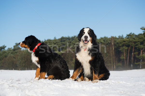 Berner Sennenhunden in snwo landscape Stock photo © ivonnewierink