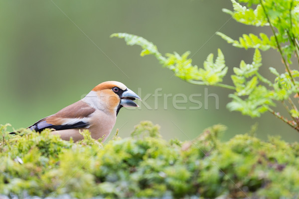 Hawfinch at ground Stock photo © ivonnewierink