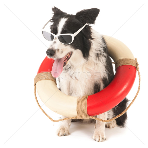 [[stock_photo]]: Border · collie · sauvetage · chien · drôle · isolé · blanche