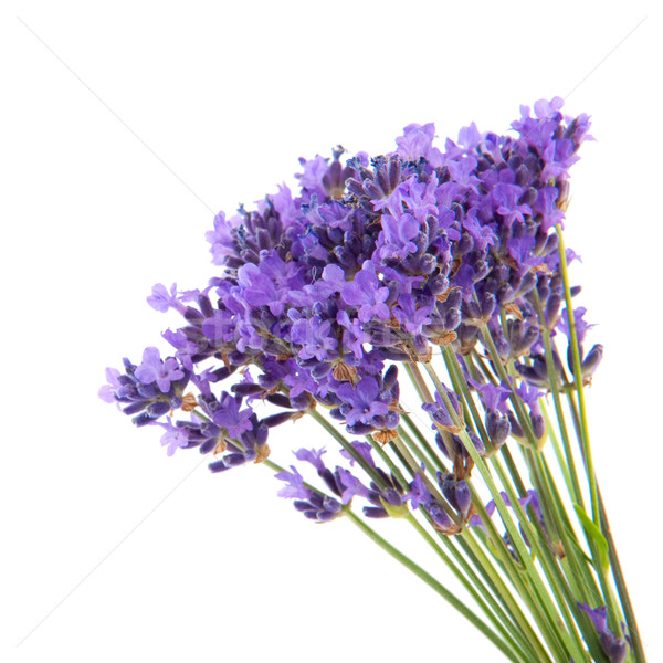 Stock photo: lavender