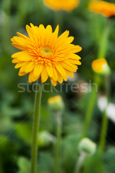 Yellow Gerber plants Stock photo © ivonnewierink