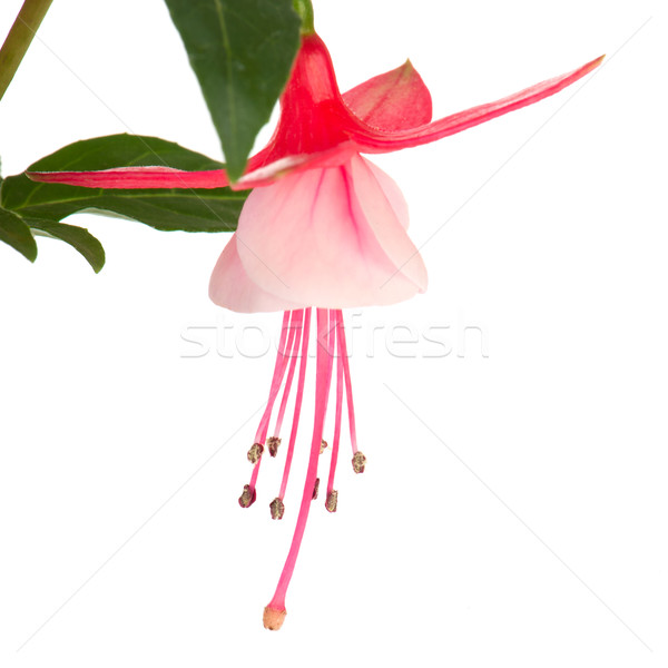 Fuchsia flower Stock photo © ivonnewierink