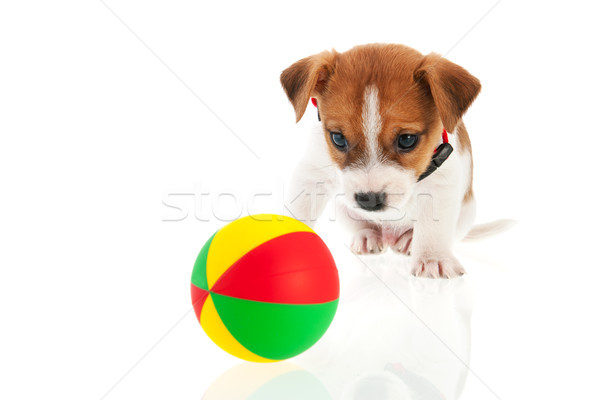 Sześć starych piłka szczeniak psa kolorowy Zdjęcia stock © ivonnewierink
