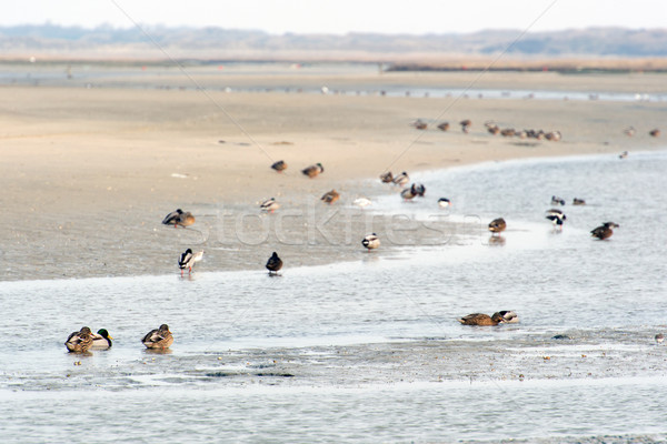 Several water birds in nature landscape Stock photo © ivonnewierink