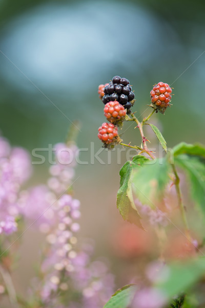 Blackberries and heather Stock photo © ivonnewierink