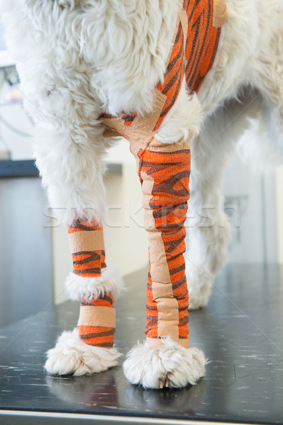 Stok fotoğraf: Beyaz · köpek · bandaj · veteriner · komik · turuncu