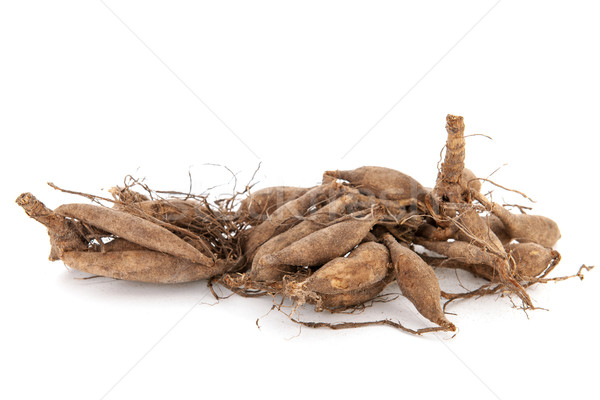 Dahlia tubers Stock photo © ivonnewierink