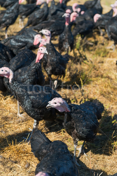 Many turkeys at the farm Stock photo © ivonnewierink