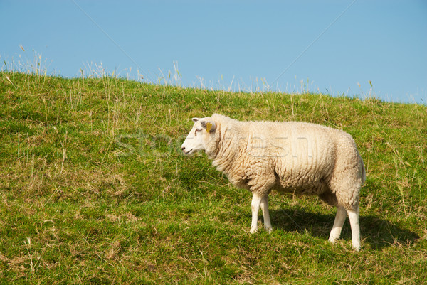 Stock photo: White sheep in grass dike