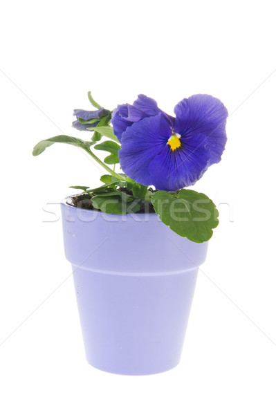 Blue pansy plant Stock photo © ivonnewierink