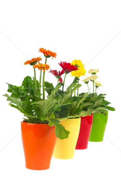 Foto stock: Plantas · rojo · naranja · amarillo · fondo · blanco