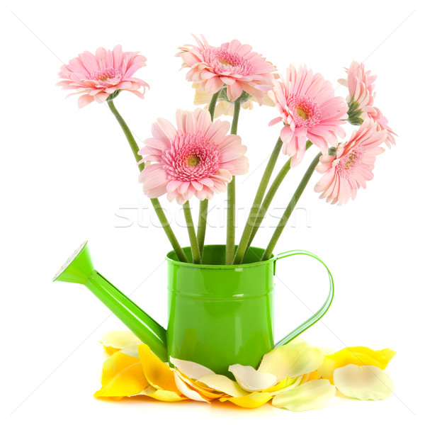 Zöld locsolókanna rózsaszín virágok izolált fehér Stock fotó © ivonnewierink