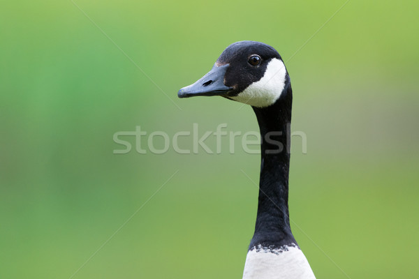 Canada goose Stock photo © ivonnewierink