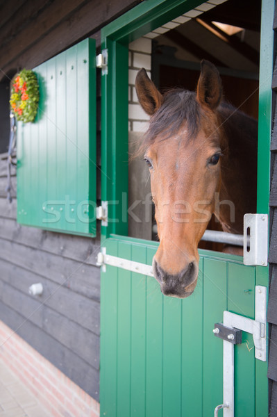 Marrón caballo estable mirando fuera puerta Foto stock © ivonnewierink