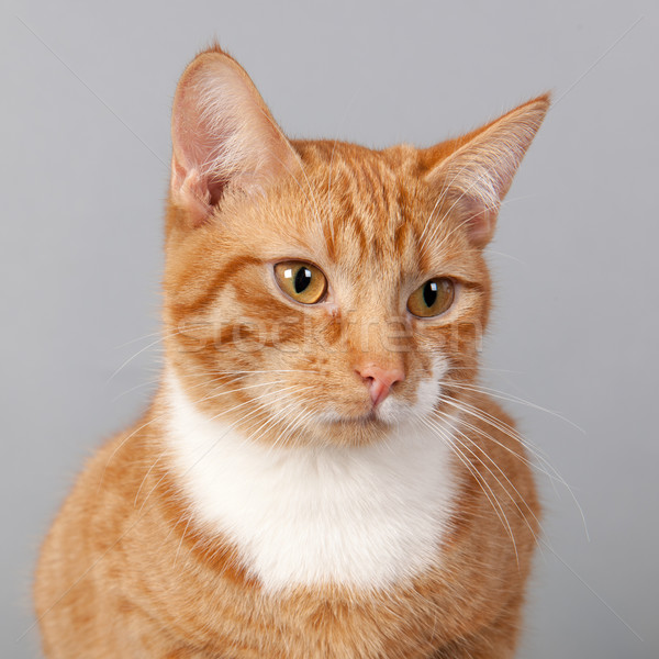 red tabby cat on gray background Stock photo © ivonnewierink
