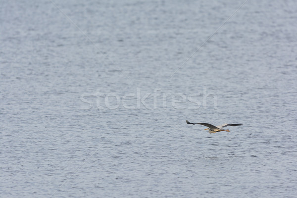 Flying great blue heron Stock photo © ivonnewierink