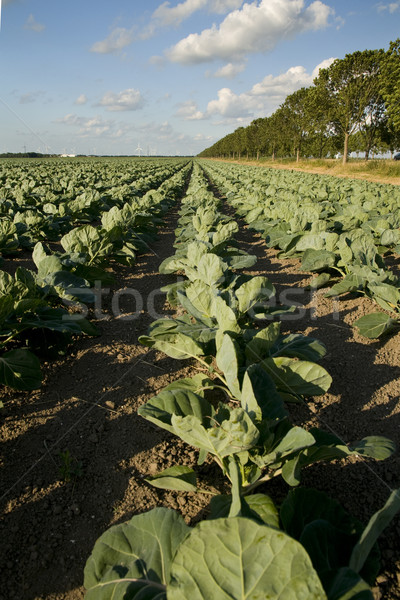 agriculture Stock photo © ivonnewierink
