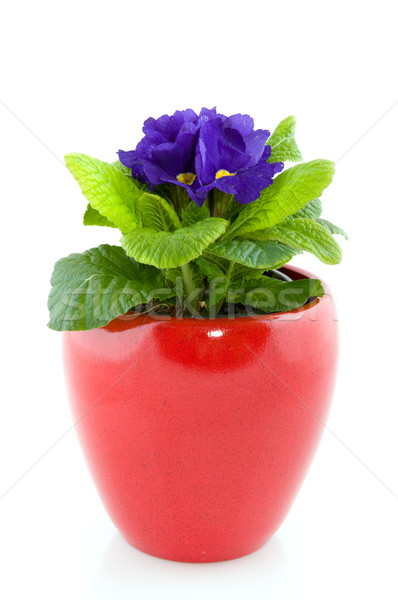 Blue Primula Stock photo © ivonnewierink
