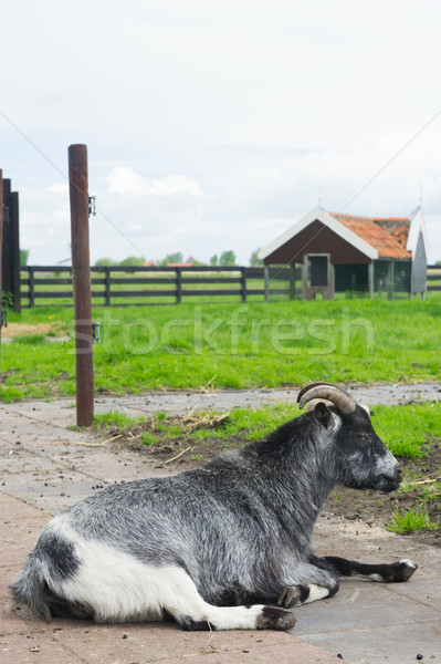 Kecske holland farm pihen ház zöld Stock fotó © ivonnewierink