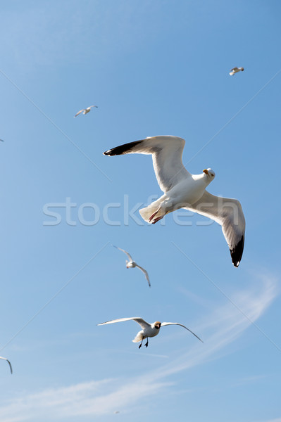 Flying Larus  Stock photo © ivonnewierink