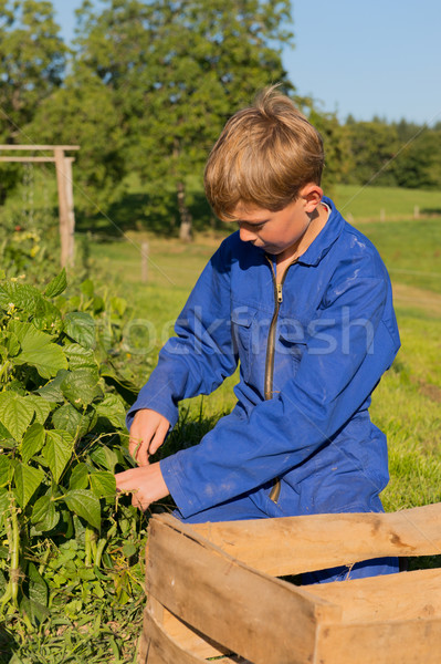 Farm Boy harvesting in vegetable garden Stock photo © ivonnewierink