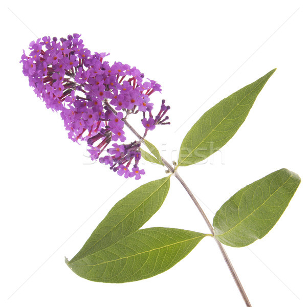 Purple butterfly bush Stock photo © ivonnewierink