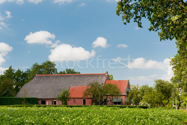 Farm house in landscape with potatoes  Stock photo © ivonnewierink