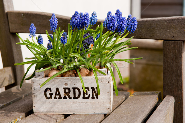 Muscari Stock photo © ivonnewierink