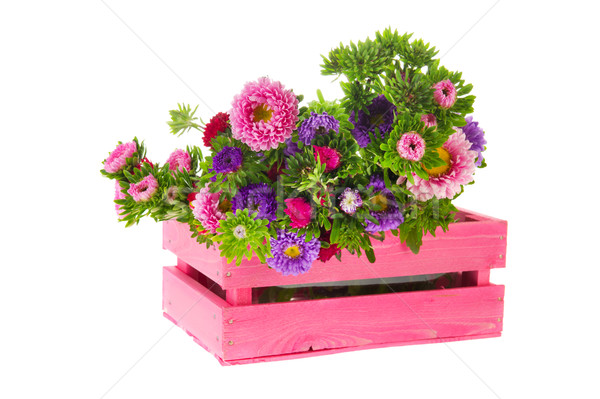 New England Asters Stock photo © ivonnewierink