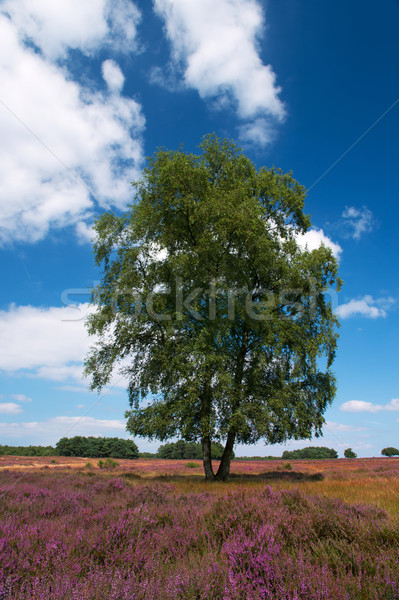 heather fields Stock photo © ivonnewierink