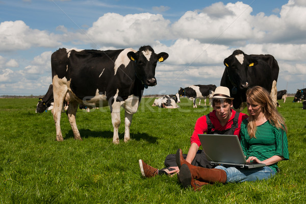 Foto d'archivio: Campo · vacche · farm · laptop