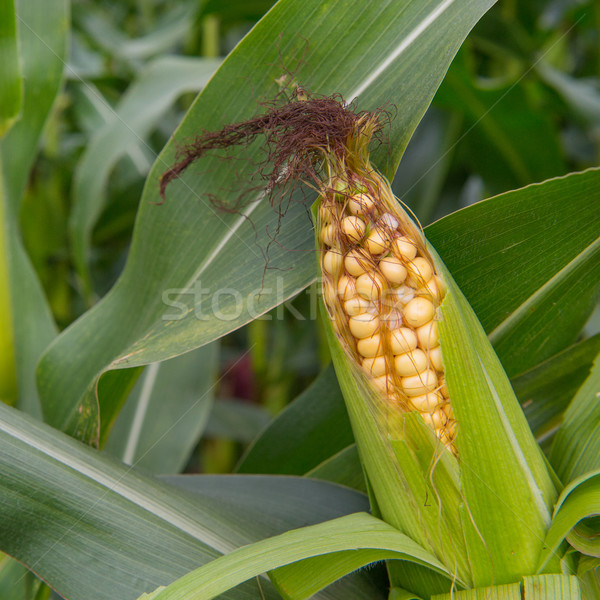 Ripe maize Stock photo © ivonnewierink