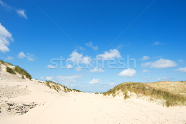 Dunes and beach Stock photo © ivonnewierink