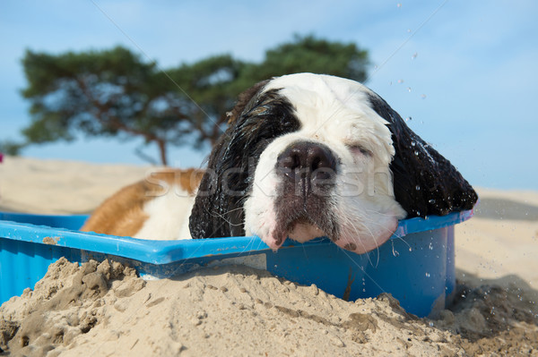 Chłodzenie w dół psa wody lata plaży Zdjęcia stock © ivonnewierink