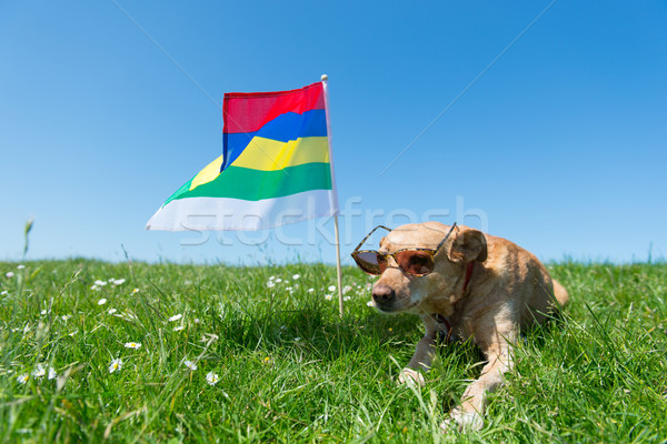 Dog laying in grass on Dutch island Stock photo © ivonnewierink