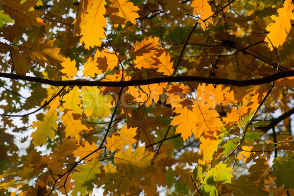 Hojas de otoño árbol forestales fondo otono sol Foto stock © ivonnewierink