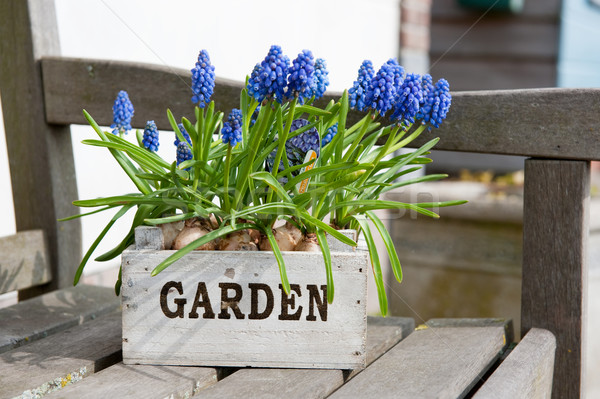 Muscari Stock photo © ivonnewierink