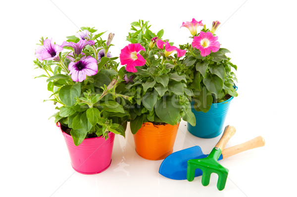 Colorful garden plants Stock photo © ivonnewierink