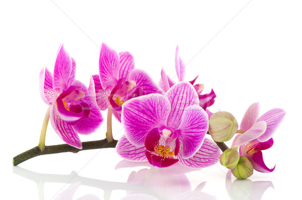 Foto d'archivio: Rosa · orchidea · ramo · fiori · fiore · bellezza