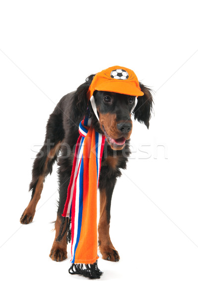 Nederlands voetbal hond grappig sport Stockfoto © ivonnewierink