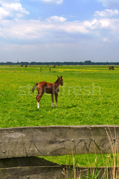 Young foal in the meadows Stock photo © ivonnewierink