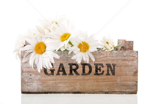 Stock foto: Weiß · Gänseblümchen · Holz · Kiste · Garten · isoliert