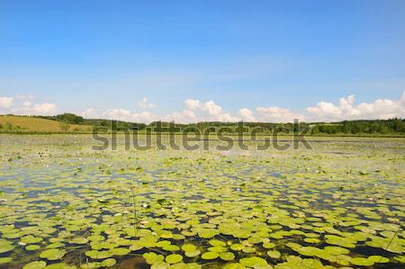 Stock photo: Lake with water lilies and yellow Brandy-bottles