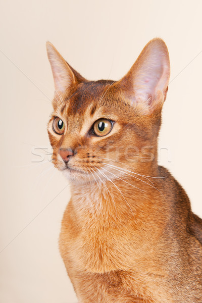 Abyssinian cat  Stock photo © ivonnewierink