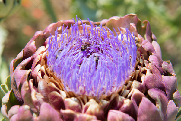 Field artichoke with purple flowers Stock photo © ivonnewierink